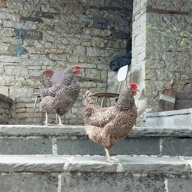 CHRISTOS VISKADOURAKIS, Kapesovo, Zagori