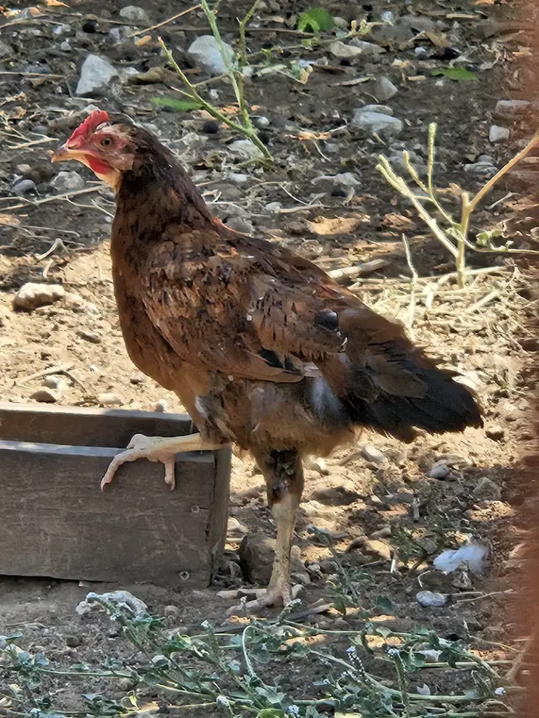 MARILOU AVDIKOU, Kardamyli, Messenia