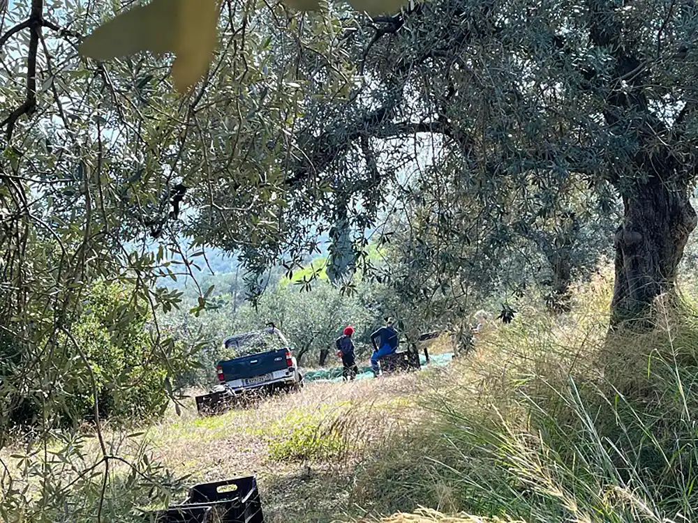 Tragos-Diary-281125-img-2