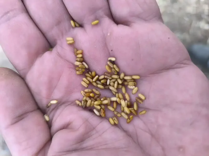 Tragos-Diary-281125-img-1